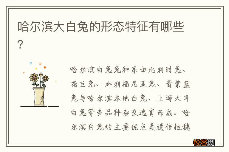 哈尔滨大白兔的形态特征有哪些？