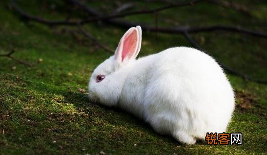 哈尔滨大白兔的形态特征有哪些？