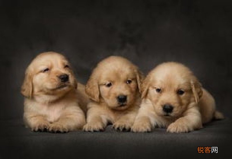 金毛幼犬可以吃稀饭吗