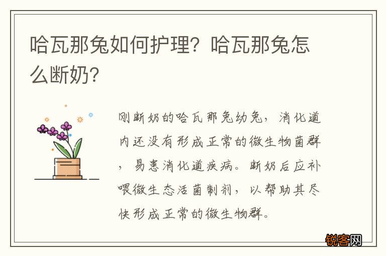 哈瓦那兔如何护理？哈瓦那兔怎么断奶？