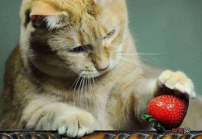 猫可以吃桃子吗?