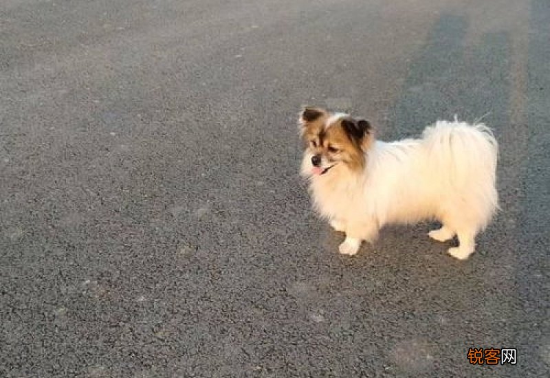 狗睡觉肚子一抽一抽的是什么