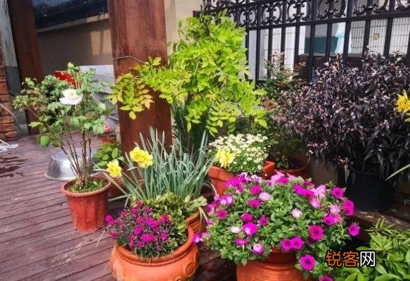 老年人都有退休金,很多喜欢养花种菜,去农村租个院子好吗？