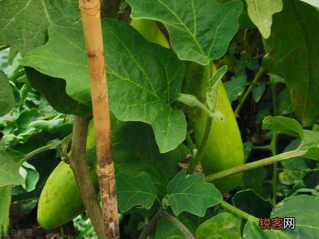 老年人都有退休金,很多喜欢养花种菜,去农村租个院子好吗？