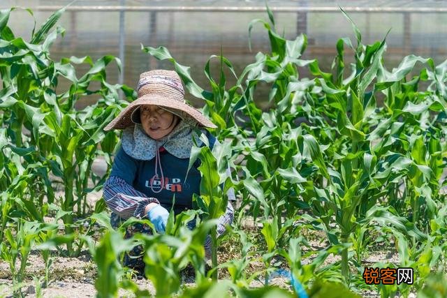 老年人都有退休金,很多喜欢养花种菜,去农村租个院子好吗？