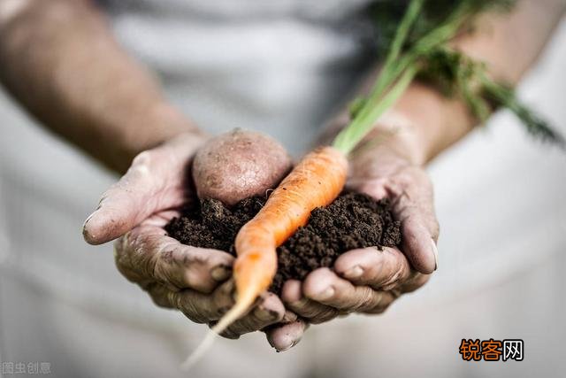 老年人都有退休金,很多喜欢养花种菜,去农村租个院子好吗？