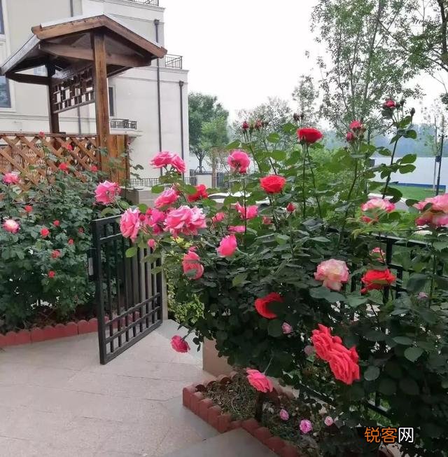 老年人都有退休金,很多喜欢养花种菜,去农村租个院子好吗？