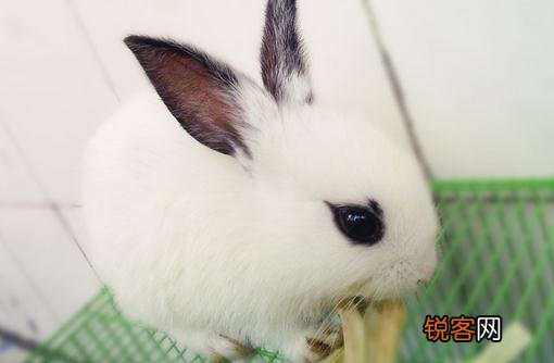 海棠兔怎么养？海棠兔的养殖方法