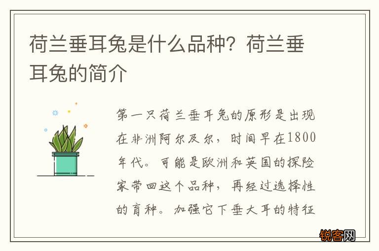 荷兰垂耳兔是什么品种？荷兰垂耳兔的简介