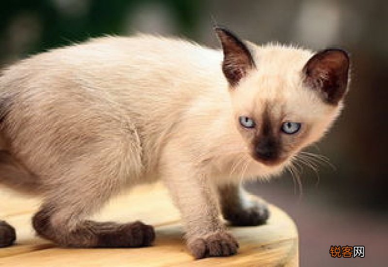 怎么给猫灌食