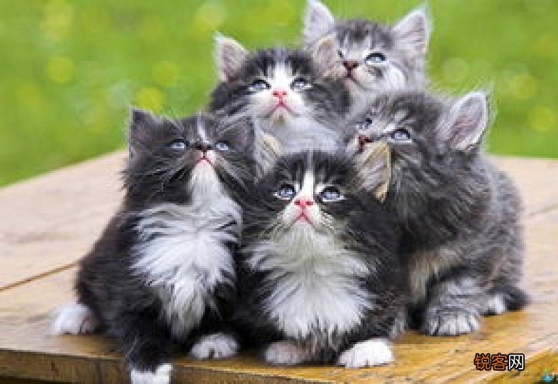 猫咪生产后吃什么好