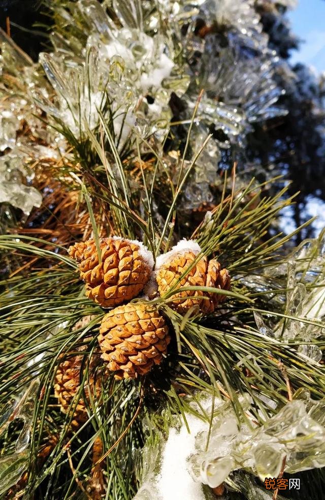 为什么鲁迅会说：奴才一旦做了主子,会比主子更能摆架子？