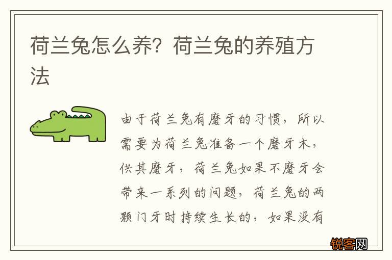 荷兰兔怎么养？荷兰兔的养殖方法