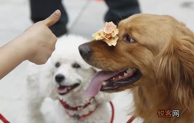 农大学生回农村创业养狗,年纯入100万元,有前途吗？