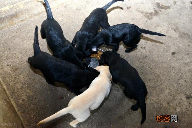 农大学生回农村创业养狗,年纯入100万元,有前途吗？