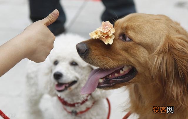 农大学生回农村创业养狗,年纯入100万元,有前途吗？