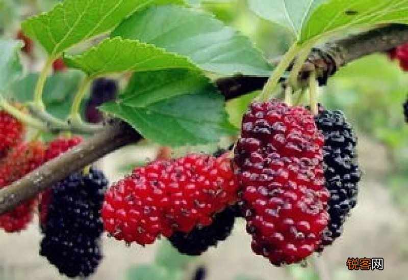 桑葚有什么功效与作用 吃桑葚的食疗价值有哪些