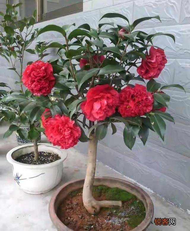 孔子的一生并不算太成功,为什么却成中国古代最伟大的人之一？