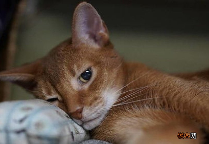 为什么三花猫不能养蘑菇宠医1年前