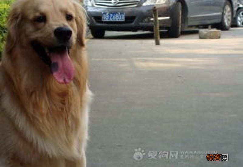 3个月大的金毛喂多少狗粮