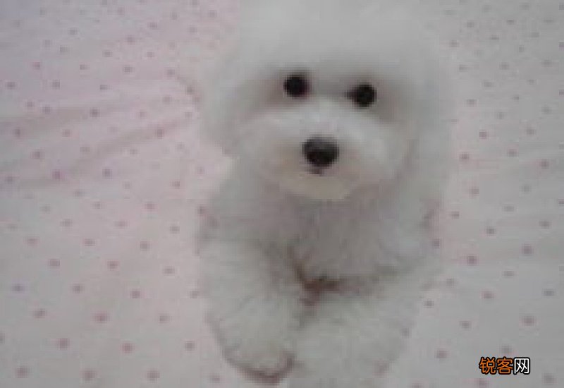 狗狗几个月就定型不长了