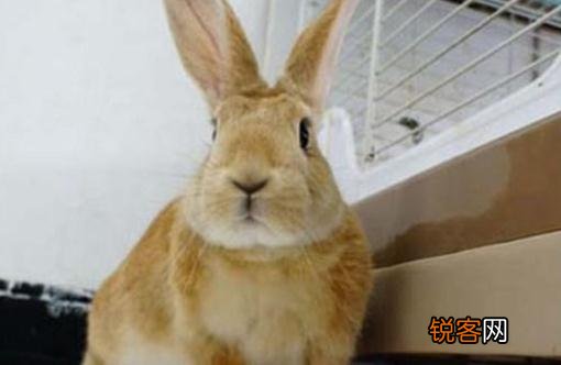 属兔忌讳什么颜色 忌廉兔怎么养？忌廉兔的产地