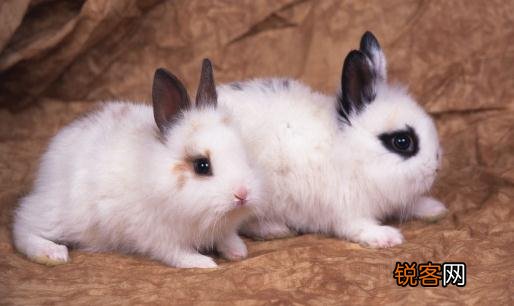 家兔怎么养?家兔吃什么饲料 家兔怎么养？家兔吃什么？