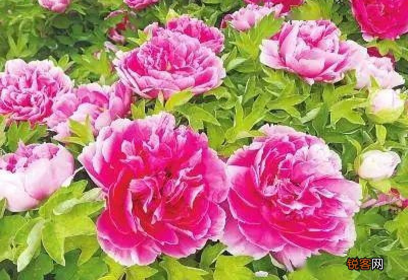 4月7日洛阳牡丹花情最新预报 洛阳牡丹最新花情预告