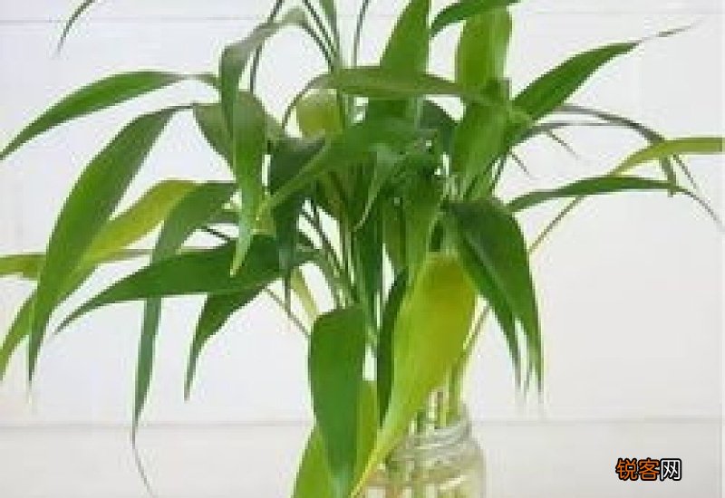 富贵竹烂根怎么办