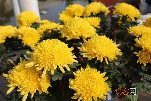 如何看待2021春节西安咸阳国际机场挂的黄巢的“冲天香阵透长安,满城尽带黄金甲”的诗句？是无知,还是？