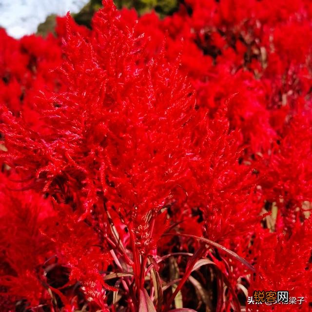 如何看待2021春节西安咸阳国际机场挂的黄巢的“冲天香阵透长安,满城尽带黄金甲”的诗句？是无知,还是？