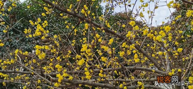 如何看待2021春节西安咸阳国际机场挂的黄巢的“冲天香阵透长安,满城尽带黄金甲”的诗句？是无知,还是？