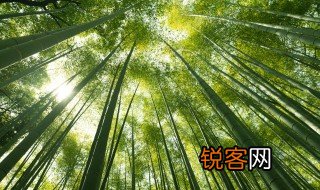 描写竹子的句子 关于描写竹子的句子
