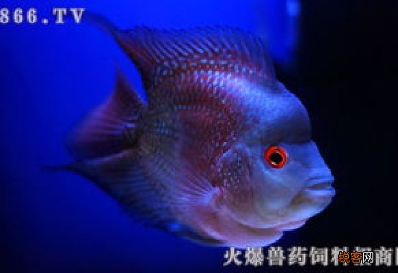 罗汉鱼能跟什么鱼混养