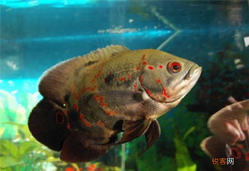 地图鱼和什么鱼混养最好看能养一起养吗