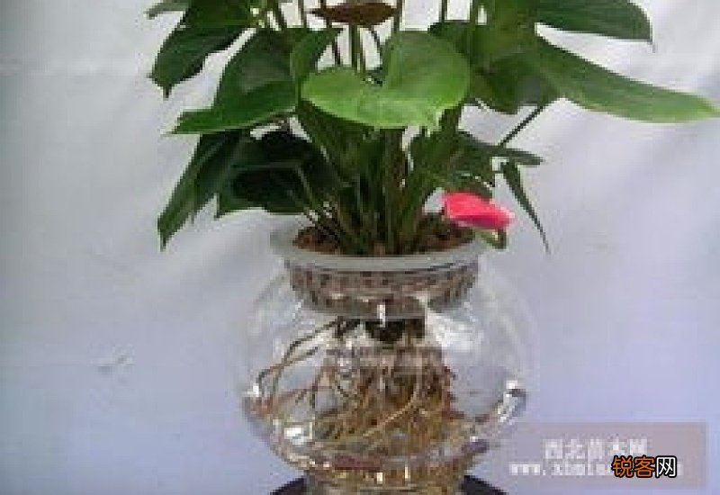 红掌怎么水培养殖