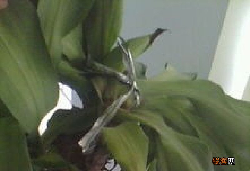 巴西木叶子耷拉是怎么回事儿