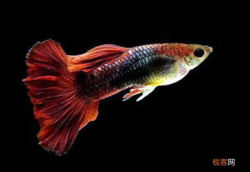孔雀鱼小鱼多大发色