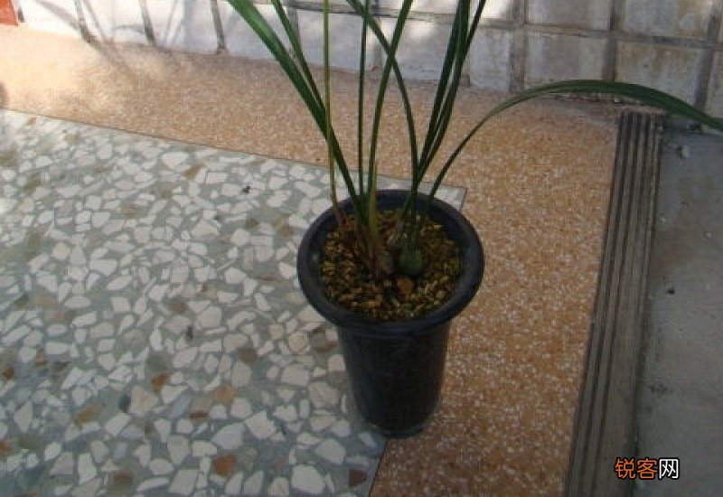 寒兰开花时间