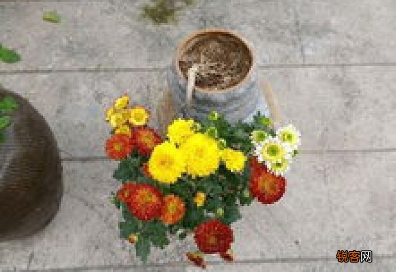 什么树可以嫁接菊花 什么树可以嫁接菊花