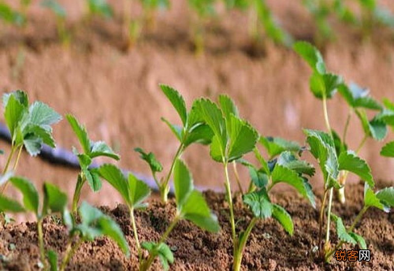 草莓老苗怎么处理