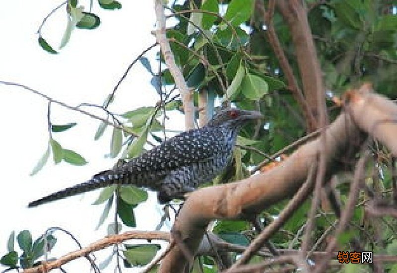简单一招无花果防虫防鸟