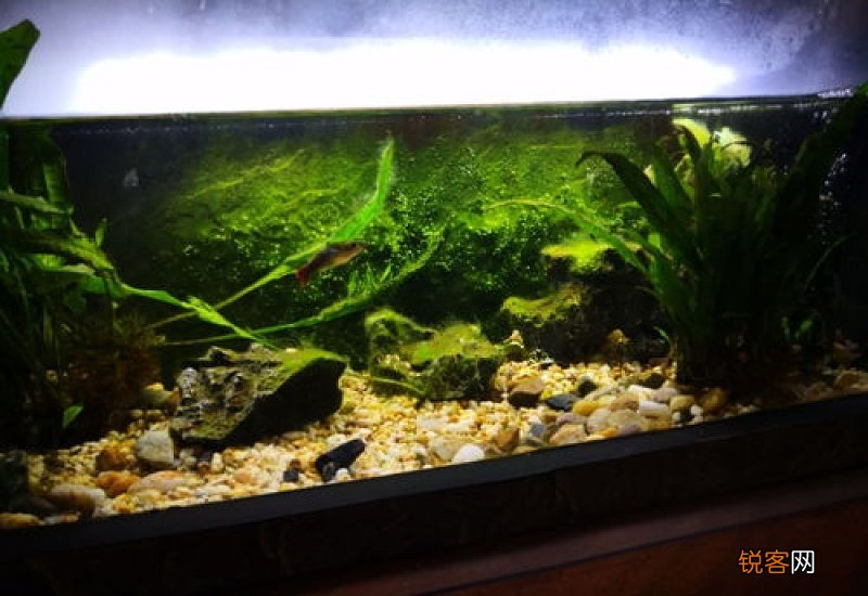 鱼缸老长苔怎么办