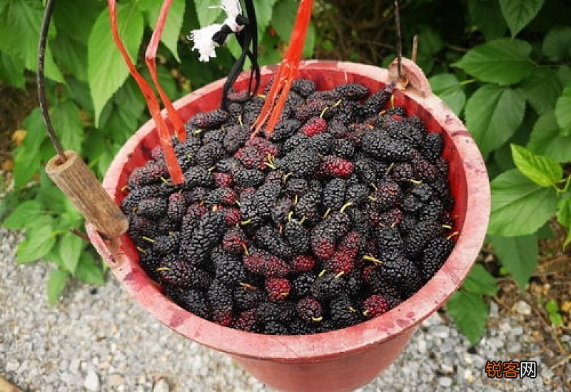 桑葚的功效与作用禁忌有哪些 桑葚和小龙虾能一起吃吗