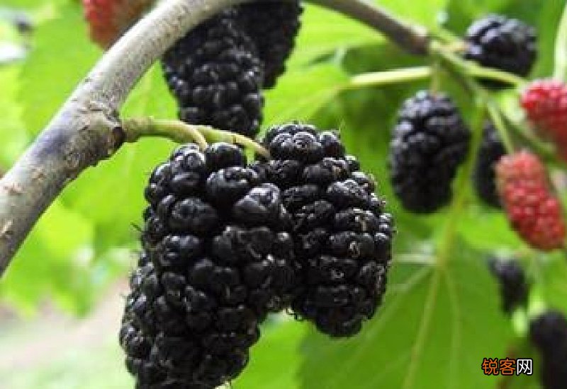 桑葚的功效作用是什么 吃桑葚对健康的好处有哪些