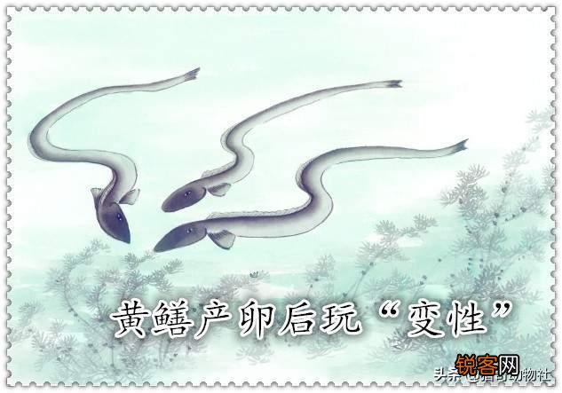 母鸡打鸣是怎么回事啊？