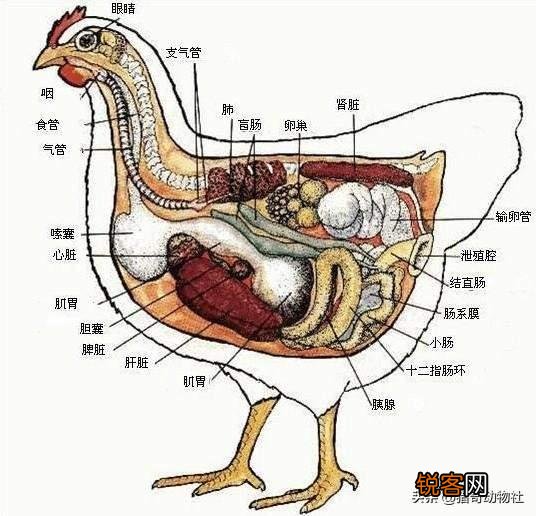 母鸡打鸣是怎么回事啊？
