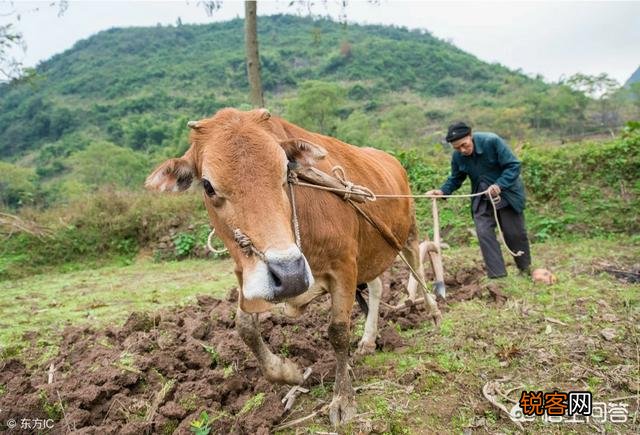 农村俗语：“女人当家驴耕地,母鸡打鸣不吉利”,说的有道理吗？