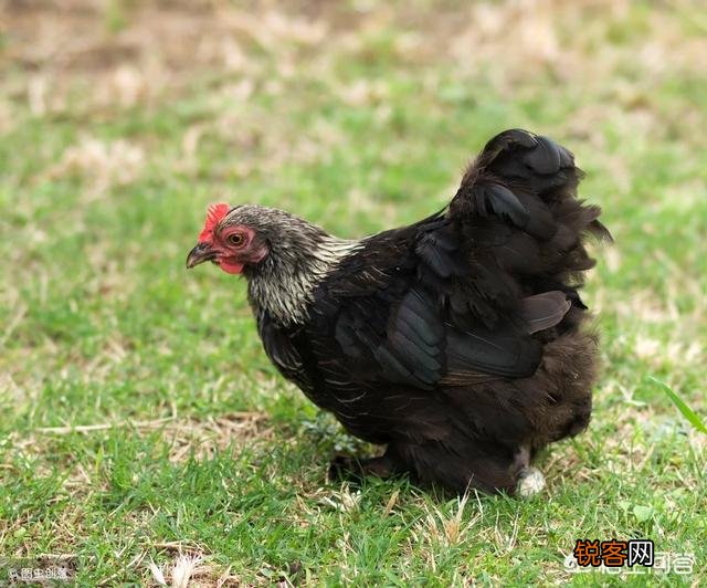 农村俗语：“女人当家驴耕地,母鸡打鸣不吉利”,说的有道理吗？