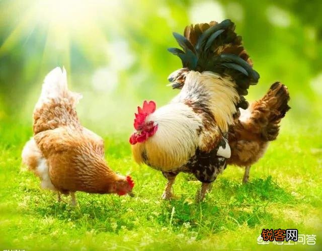 农村俗语：“女人当家驴耕地,母鸡打鸣不吉利”,说的有道理吗？